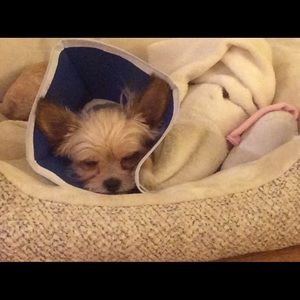 Meet your Posher, Phuong